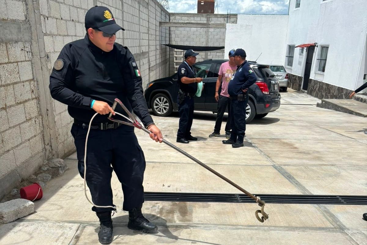 CAPTURA PROTECCIÓN CIVIL DE HUAMANTLA UNA VÍBORA DE CASCABEL EN EL BARRIO DE SAN LUCAS